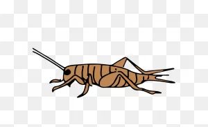 Cricket Insect Png