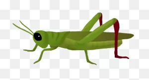 Download PNG-WebP Transparent Clipart Cricket Insect - Grasshopper Png ClipartFlare.com 