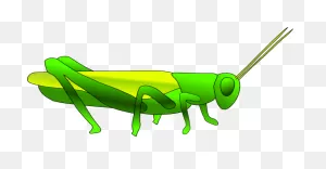 Free Cricket Insect Cartoon, Download Free Cricket Insect Cartoon ClipartFlare.com 