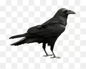 Bird Bird American Crow Crow Clipart - Bird Clipart Animals Clip Art