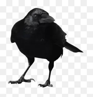 Crow Clipart Png | Picpng