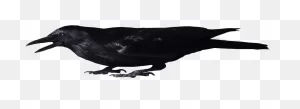 Crow 8 Clip Art - ClipartFlare