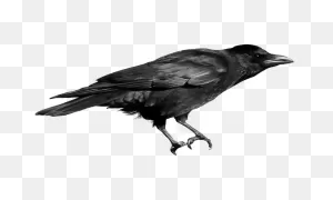 Free The Crow Png, Download Free The Crow Png Png Images, Free ClipartFlare.com 