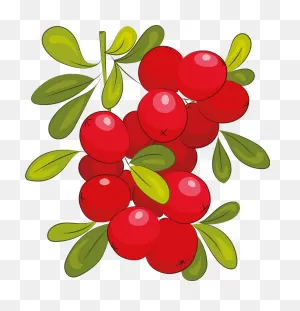 Cranberry Clipart. Free Download Transparent .png | ClipartFlare