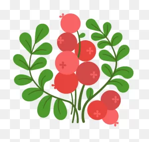 Cranberry Clipart. Free Download Transparent .png | ClipartFlare