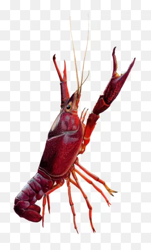 Crawfish Drawing Clipart - Full Size Clipart (#3597482) - ClipartFlare