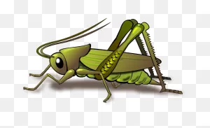 Cricket Insect Clipart - Clipart Suggest