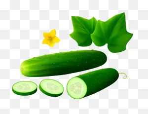 Cucumber, 1Lb. | Dolphin Gourmet Market