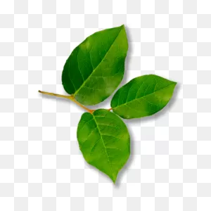 13 Leaves Ideas | Leaves, Plant Leaves, Plants