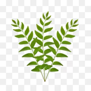 Curry Leaves : Compare Prices And Nutrition Values ClipartFlare.com 