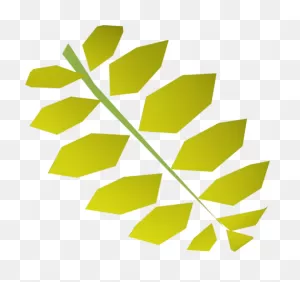 Download Curry Leaf - Th - - - Curry Tree - Full Size Png Image ClipartFlare.com 