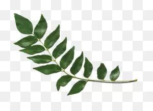 Download Curry Leaves - Sri Lankan Curry Leaves - Full Size Png ClipartFlare.com 