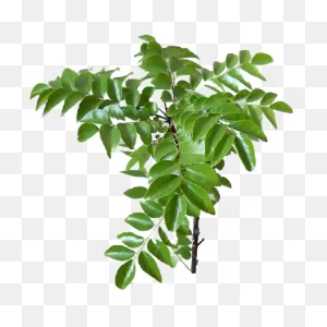 Jeyam Super Market - Online Store. Curry Leaves/ Curiveppilai ClipartFlare.com 