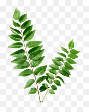 Uses Of Curry Leaves - (1000X1000) Png Clipart Download