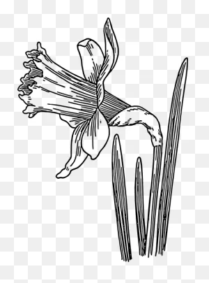 A Daffodil For You