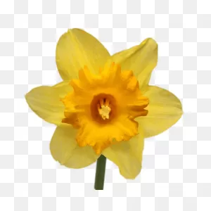 Daffodil Transparent Png - Stickpng