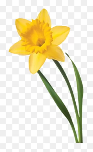 Daffodil Flower Clip Art - Welsh Daffodil - Png Download - Full ClipartFlare.com 