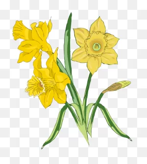 Daffodil Flower Plant Flora Clipart - Daffodil Clipart Flowers ClipartFlare.com 