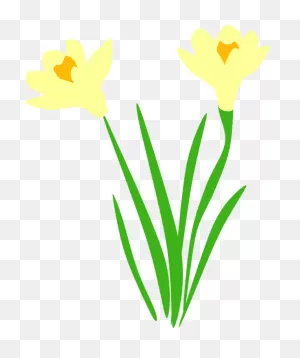 Daffodil Daffodils Flora - Free Vector Graphic On ClipartFlare