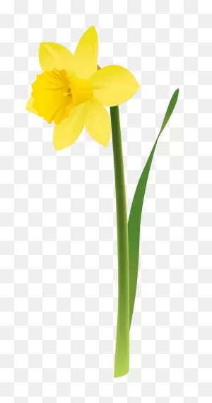 Daffodil Flower Plant Narcissus Clipart - Daffodil Clipart Flowers ClipartFlare.com 