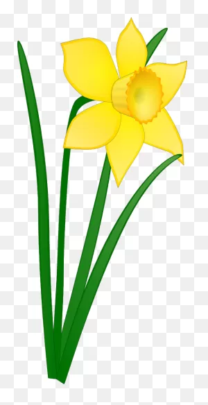 Free Daffodil Image, Download Free Daffodil Image Png Images, Free ClipartFlare.com 