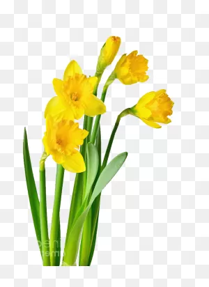 Meriden Turner Daffodil Festival