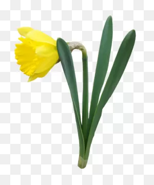 Yellow Transparent Daffodil Flower Png Clipart | Daffodil Flower ClipartFlare.com 