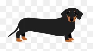 Bva Issues Warning Of Dachshund Health Issues After Crufts Win ClipartFlare.com 