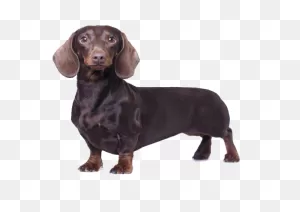Dachshund Facts And Information | Petcoach