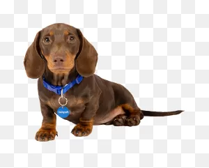 Dachshund: Temperament, Lifespan, Grooming, Training | Petplan