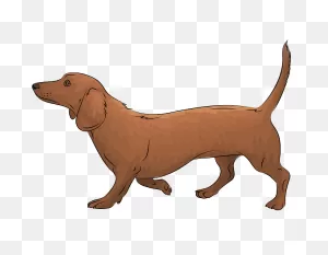 Dachshund Clipart. Free Download Transparent .png | ClipartFlare