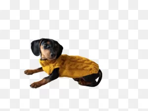 Knitted Sweater For Dogs, Clothes For Dachshunds, Sweater For Dogs, Clothes  For Dogs, Sweater For Small Dogs, Dachshund Sweater