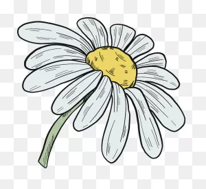 Daisy Clipart. Free Download Transparent .png | ClipartFlare