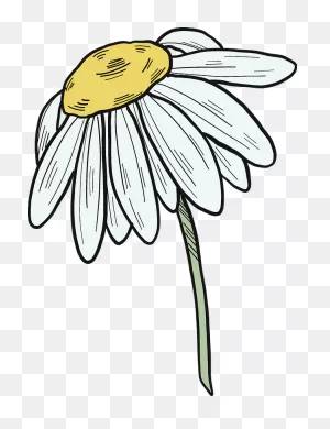 Daisy Clipart. Free Download Transparent .png | ClipartFlare