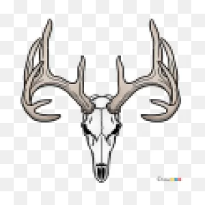 How To Draw Deer Skull, Deer