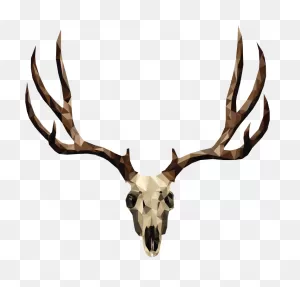 Mule Deer Skull Drawing Clipart - Full Size Clipart (#3653663 ClipartFlare.com 