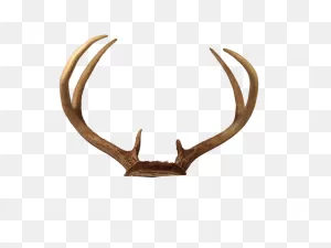 Download Transparent Deer Antlers Hq Png Image | ClipartFlare