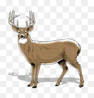 How To Age Bucks | ClipartFlare Camo