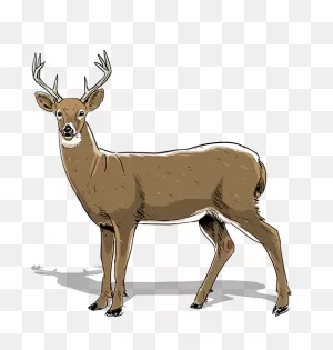 How To Age Bucks | ClipartFlare Camo