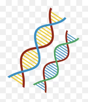 Dna Clipart. Free Download Transparent .png | ClipartFlare