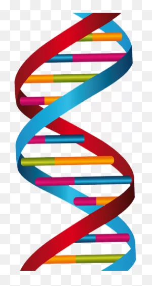 Download Human Dna Clipart Dna Nucleic Acid Double - Dna Strand ClipartFlare.com 