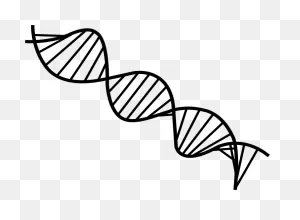 Download And Share Clipart About Dna Drawing Png - Dna Line ClipartFlare.com 