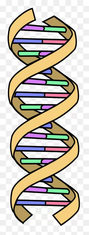 File - Dna Simple - PNG-WebP - Simple Dna Clipart - Full Size Clipart ClipartFlare.com 
