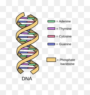 Storing Genetic Information | Biology For Non-Majors I