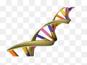The Changing Shape Of Dna