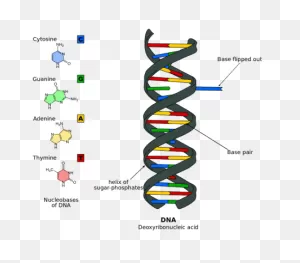What Does Dna Stand For? Learn More About This Important Molecule!
