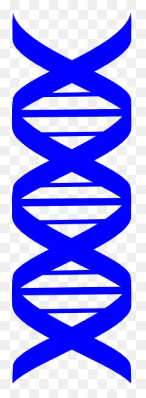 Blue Dna Strand Clip Art At ClipartFlare ClipartFlare.com - Vector Clip Art Online ClipartFlare.com 
