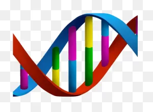 Download Hd Dna Structure Clipart Dna Strand - Dna Png Transparent ClipartFlare.com 