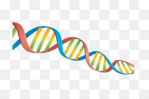 Dna Png Images Free Download