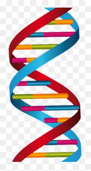 Download Dna Strand - Full Size Png Image - ClipartFlare